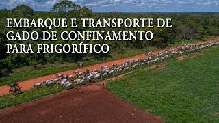 EMBARQUE E TRANSPORTE DO GADO DO CONFINAMENTO PARA O FRIGORÍFICO  Estância Ypoti [upl. by Joann]