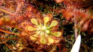 Drosera capillaris quotLongArmquot and quottypicalquot forms Sundews Carnivorous Plants [upl. by Alliuqal]