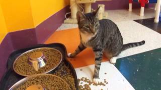 Sailor a cerebellar hypoplasia cat eats lunch [upl. by Naillimixam]