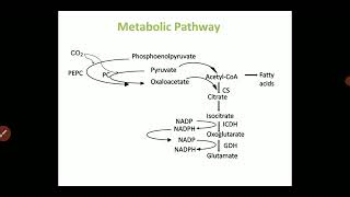 L Glutamic acid Production biology biotechnology [upl. by Helfant]