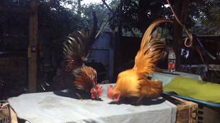 Malaysian Serama Chickens [upl. by Einnaj782]