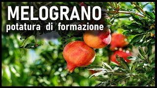 POTATURA FORMAZIONE MELOGRANO [upl. by Vikky]