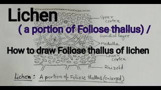 Lichen  a portion of Foliose thallus  How to draw lichen Foliose thallus Foliose lichen diagram [upl. by Sone]