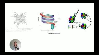 Understanding Nucleosome Organization in Epigenetics 🧬 [upl. by Tsenrae]