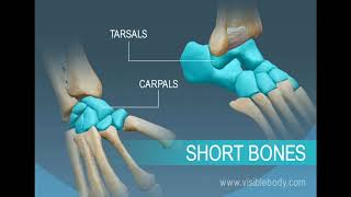 Morphological Classification of Bones  Lecture In UrduHindiEnglish [upl. by Netaf]