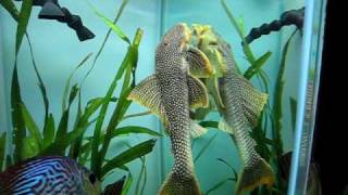 12inch Goldie Pleco L014 [upl. by Bay]