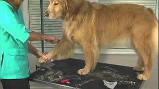 How to Groom A Golden Retriever  Jodi Murphy Instructional Video Series [upl. by Klemperer458]