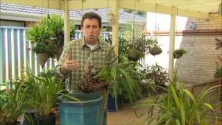 The Garden Gurus  Growing Cymbidium Orchids [upl. by Erasmo487]