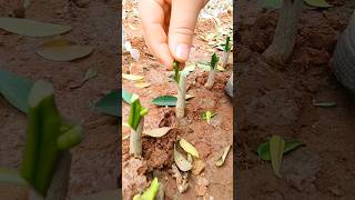 Citrus Grafting Simple Practical agriculture farming [upl. by Derrek403]