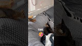 Cat Vs Squirrel 🐱🐿️ catlover funny cute [upl. by Ellehctim678]