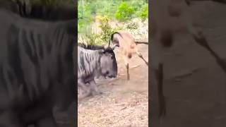 Confused Wildebeest Cant Recognize Its Own Baby – Heartwarming Wildlife Moment [upl. by Aerbas]