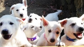 Barking White German Shepherd Puppies [upl. by Siri]