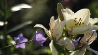 Exposition Fleurs du Roi au Grand Trianon [upl. by Jonah]