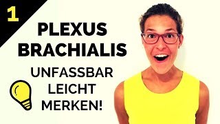 Plexus brachialis lernen So merkst du ihn dir  Geniale Eselsbrücken amp Gedächtnispalast 12 [upl. by Anastasie]