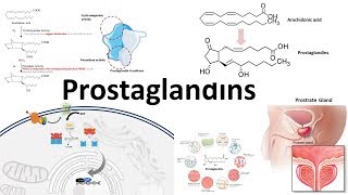 Prostaglandins  Biosynthesisfunction and regulation [upl. by Refanej]