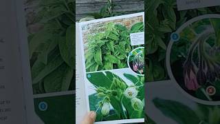 Comfrey Leaves Edible Delicacy or Toxic Plant edibleplants wildfood [upl. by Celesta]