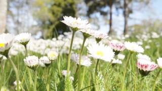 Tusensköna Bellis perennis [upl. by Ertnom]