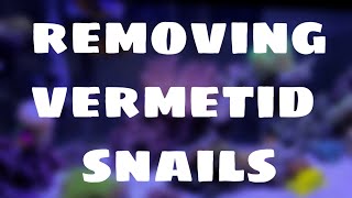 How to remove Vermetid Snails [upl. by Marybeth]