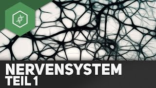 Nervous System Overview [upl. by Estrin996]