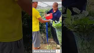 Hard Working Day 359 The Process Of Packing Plants Into Nets [upl. by Anits]