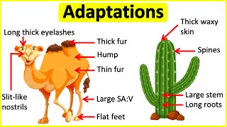 Adaptations 🐫🌵 Behavioural Physiological amp structural adaptations  Learn with examples [upl. by Inus]