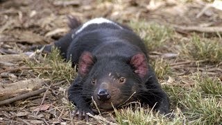 Last of the Tasmanian devils Infectious cancer to blame [upl. by Dhruv]