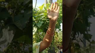 ఆకాకరకాయలు కర్చితంగా pollination చెయ్యాలి  TELUGU GARDEN VLOG [upl. by Booth]