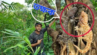 কোটি টাকার তক্ষক নাকি মরণ ফাঁদ  Koti takar Tokkhok  Expensive Gecko  তক্ষক বা হাসপা  Takkhok [upl. by Alvina]