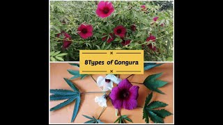 Gongura Types  Roselle Types  Kenaf Types  8 types of gongura  8 types of roselle [upl. by Ecilahc]