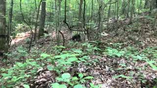 Patterdale terriers hunting [upl. by Arianne]