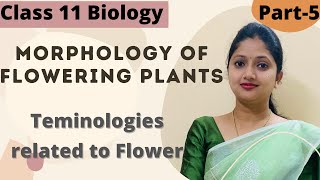 Morphology of Flowering Plants  NCERT Solutions Part 1  Class 11th Biology  Chapter 5  CBSE [upl. by Nanny]