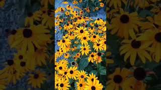 Яскрава рудбекія quotGoldsturmquotnature rudbeckia beautiful flowers [upl. by Llennehc719]