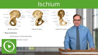 Ischium Location Body amp Bony Landmarks – Anatomy  Medical Education Videos [upl. by Jordison]