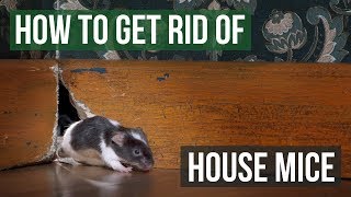 How to Get Rid of House Mice 4 Easy Steps [upl. by Prud]