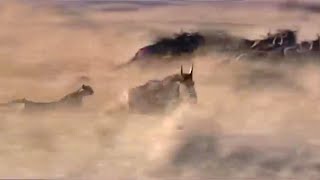 Cheetah Hunting Wildebeest  Big Cat Diaries  BBC Earth [upl. by Francesca]