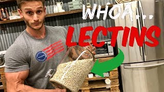 Gut Health  Are Lectins Bad  Lectins Equal Unhealthy Carbs  Nutrient Absorption Thomas DeLauer [upl. by Kilar]