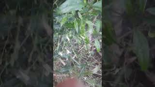 King Of Bitters Plant serpentinaherbaltea herbalplants naturalremedy shortvideo shorts short [upl. by Neema]