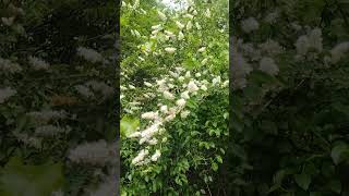 Chinese privet Ligustrum sinense in bloom on 20240417 [upl. by Kinemod352]