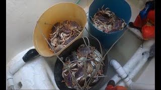 2024 Dungeness Crab Fishing Trip 7 Selling Crab 8lbs Careful with merchandise [upl. by Ittam]