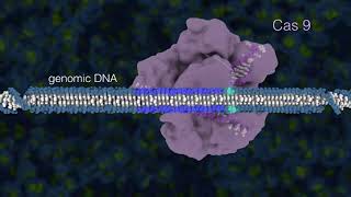 Introduction to Genome Editing Using CRISPR Cas9 HD [upl. by Helge]