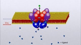 Animation How the Cell Cycle Works [upl. by Torras967]