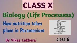 Life proceses Part610th clas CBSE science by vikas lakheraclass6 ncert lakhmir singhparamecium [upl. by Lorelle]