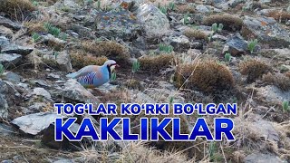 Tog‘lar ko‘rki bo‘lgan kakliklar [upl. by Haliak]