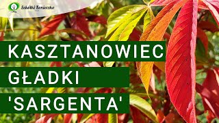 Kasztanowiec gładki Sargenta  Jesień w ogrodzie pełna barw  Aesculus glabra🌳 [upl. by Sewel]