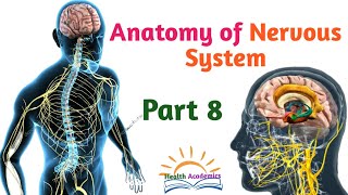 Anatomy of Nervous System Cranial Nerves Interesting Video with Amharic Speech Part 8 [upl. by Ardnuas]