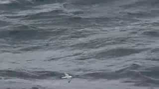 Northern Fulmar flying over the waves of the North Sea near Norway 20 August 2014 [upl. by Lacym]