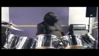 Cadburys Gorilla Advert [upl. by Yalc17]