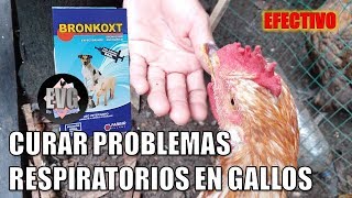 ¿Como CURAR cualquier PROBLEMA RESPIRATORIO en tus GALLOS USA ESTO [upl. by Bouzoun803]