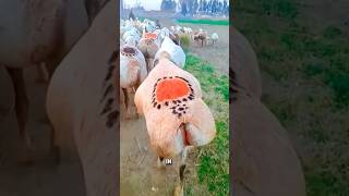 Fattailed sheep sheep farming goat fyp funny viralvideo shortsviral youtube foryourpage [upl. by Ikiv]