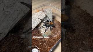 Chromatopelma cyaneopubescens [upl. by Anires141]